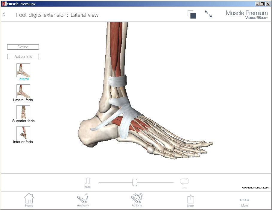 muscle premium download cracked